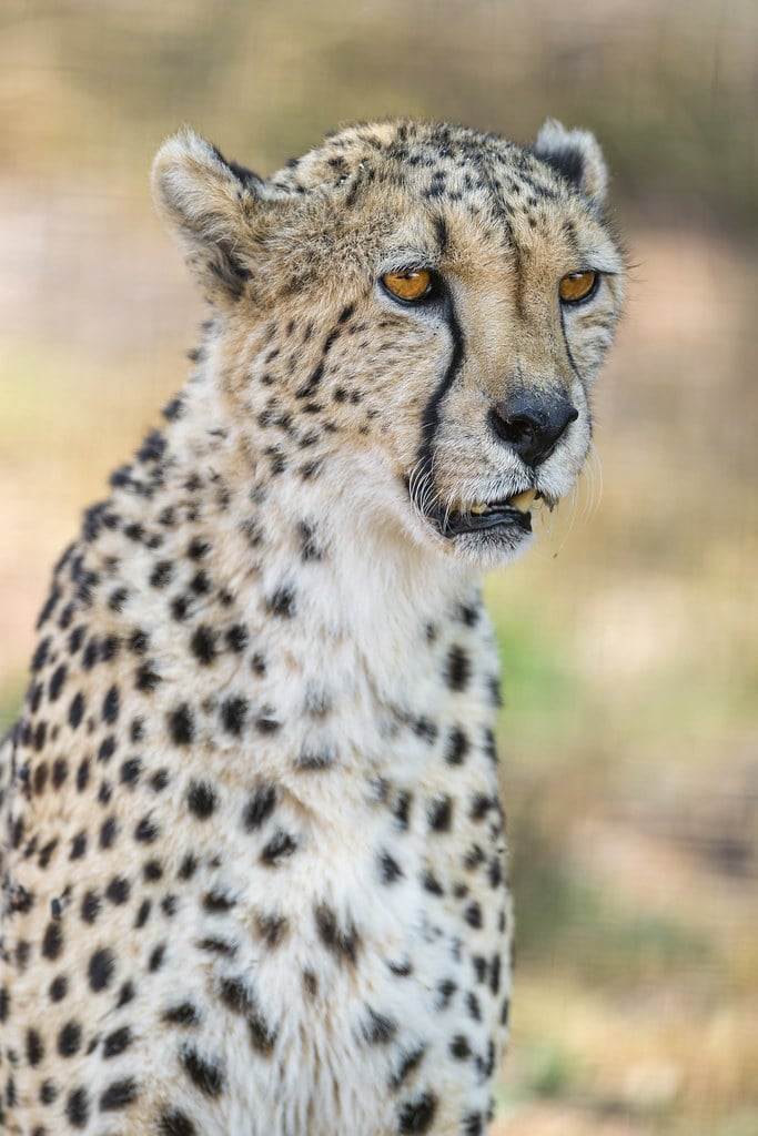 Sitting cheetah portrait Sitting cheetah portrait