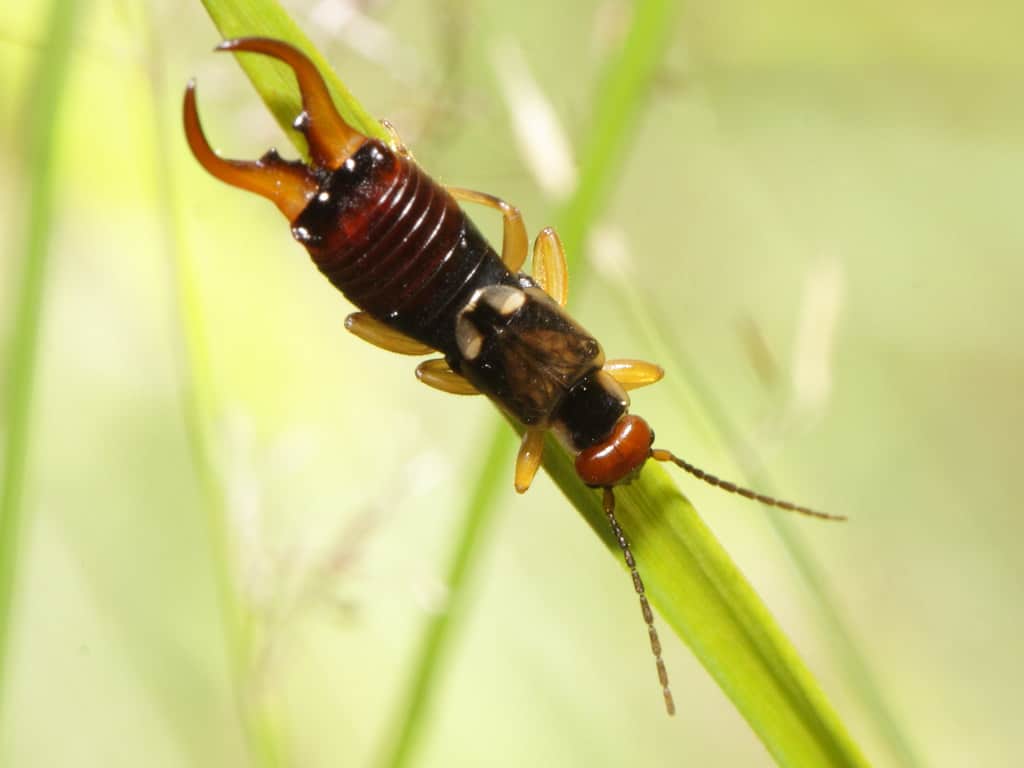 Forficula auricularia – ‘Gemeiner Ohrwurm’ Forficula auricularia – ‘Gemeiner Ohrwurm’