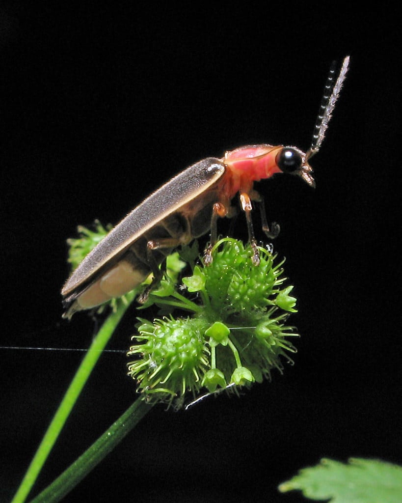 firefly 4412 firefly 4412