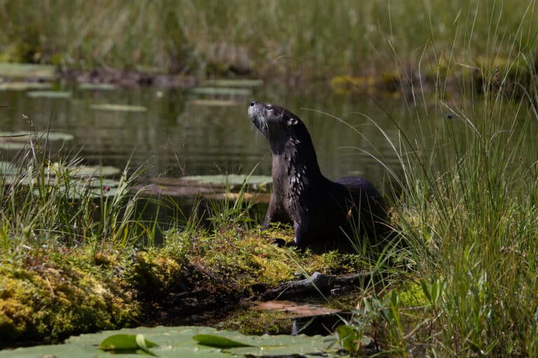 Northern River Otter (Lontra canadensis) Northern River Otter (Lontra canadensis)