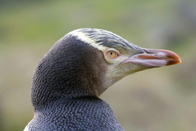 File:Yellow-eyed Penguin 3.jpg Yellow-Eyed Penguin