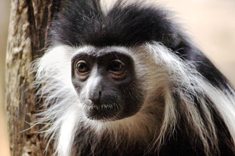 A close-up of a black-and-white colobus monkey with long white facial hair, looking slightly to the side against a blurred background.