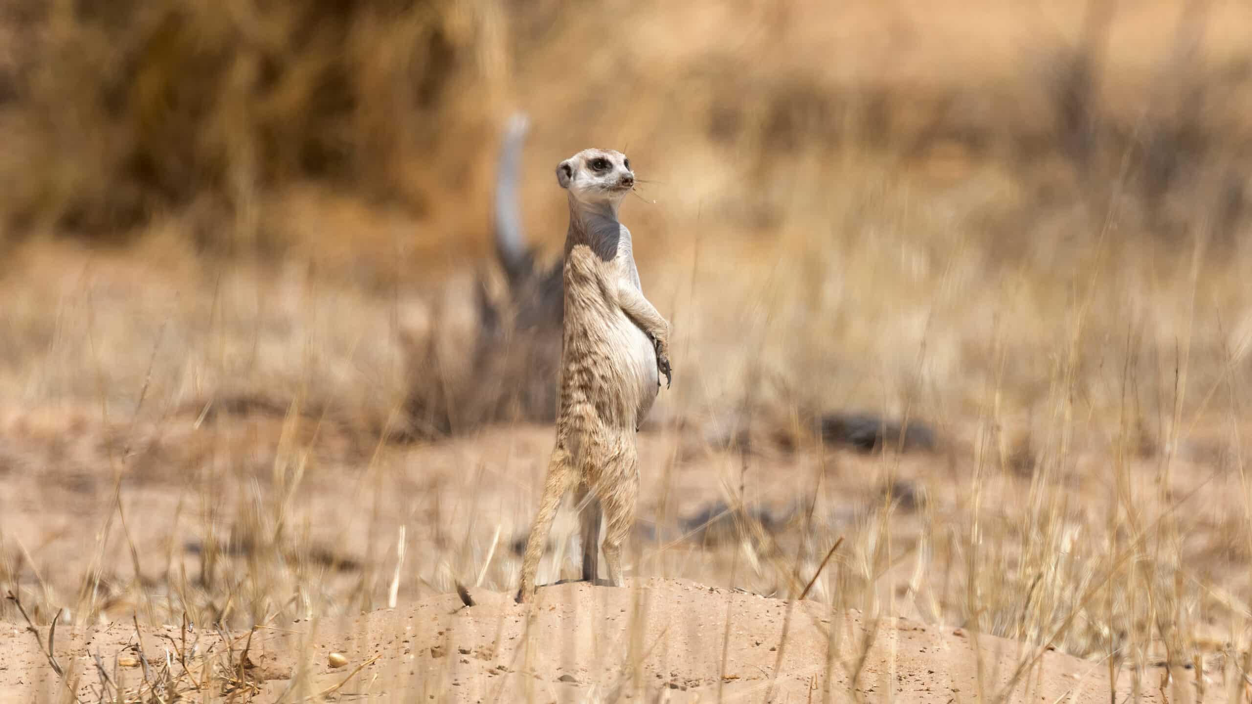Pregnant meerkat at Working with Wildlife
