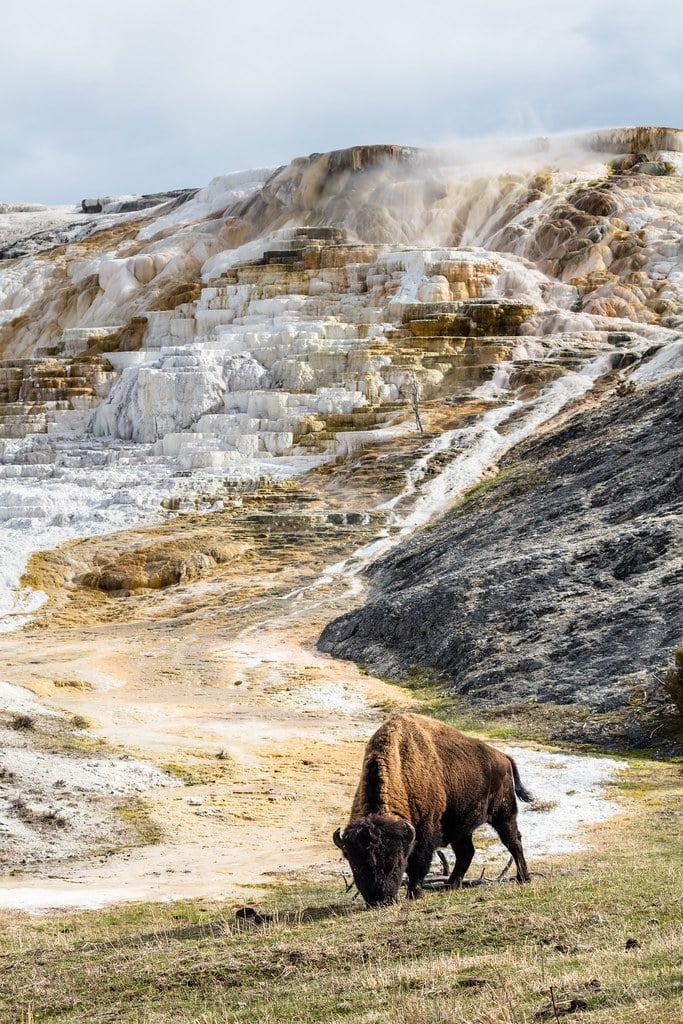 Bison grazing in front of Palette Spring Bison grazing in front of Palette Spring