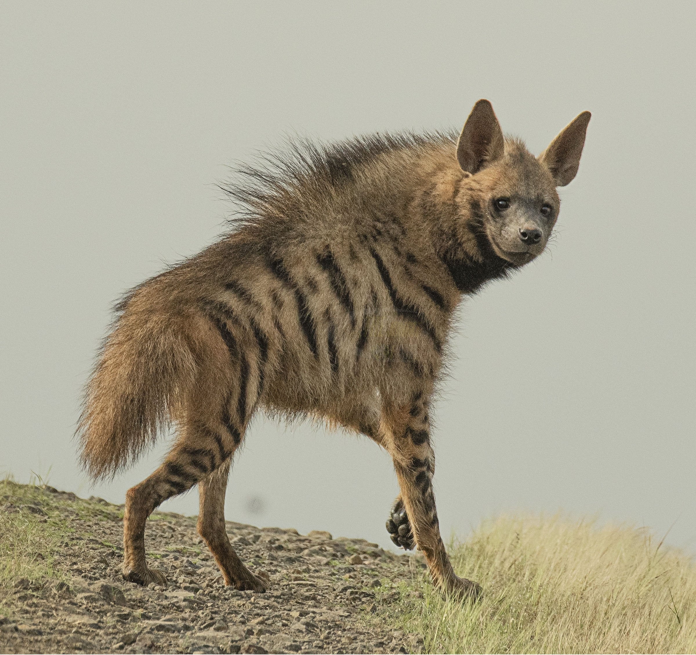 File:Striped hyena (Hyaena hyaena) – cropped.jpg File:Striped hyena (Hyaena hyaena) – cropped.jpg