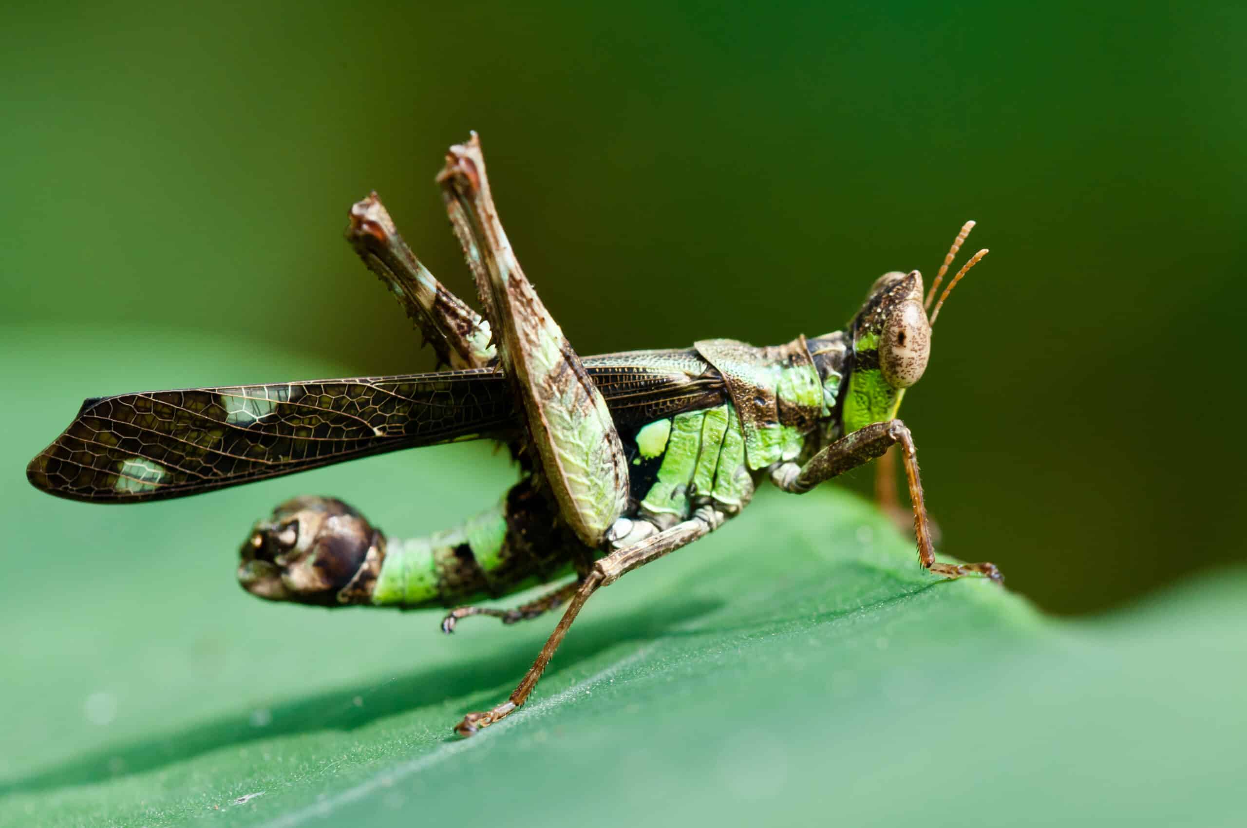 Erianthus versicolor – Spot monkey grasshopper  Grasshopper