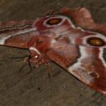Mopane Worm Moth (Gonimbrasia belina) female … (52752401136)