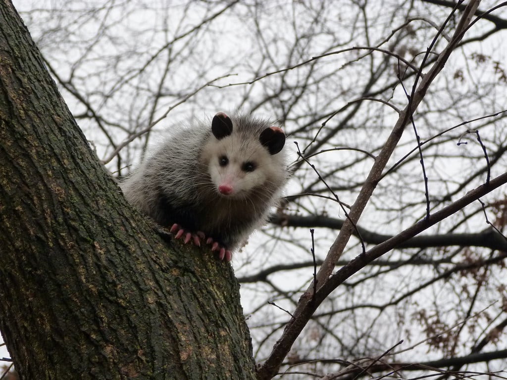 Virginia opossum (Didelphis virginiana) Virginia opossum (Didelphis virginiana)
