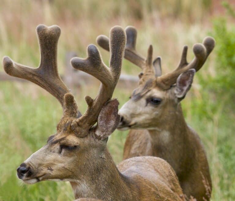 Deer Deer