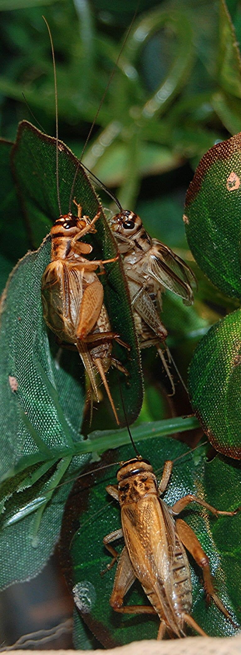 File:Acheta domesticus.JPG File:Acheta domesticus.JPG