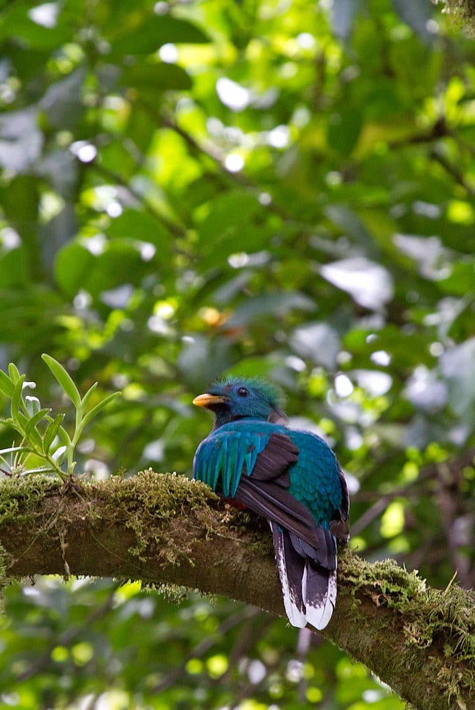 Resplendent Quetzal – Pharomachrus mocinno