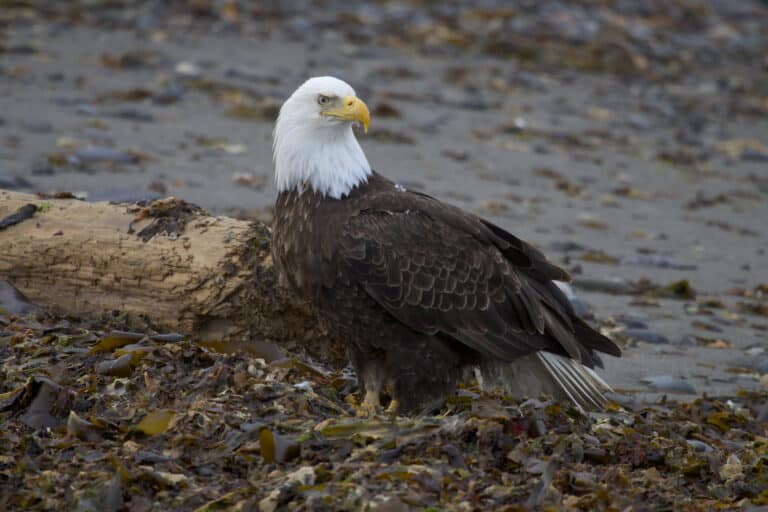 Bald Eagle (Haliaeetus leucocephalus)4e Bald Eagle (Haliaeetus leucocephalus)4e Bald Eagle