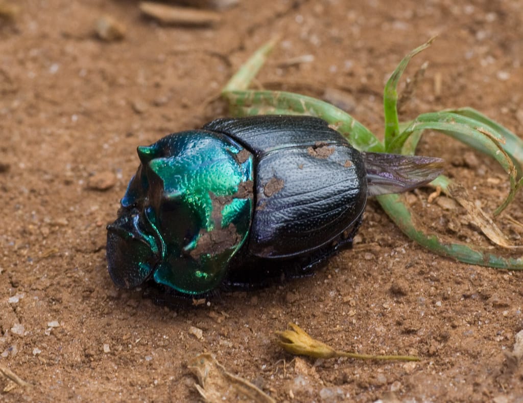 Dung Beetle, Mazumbai Forest, Usambara Mountains, Tanzania