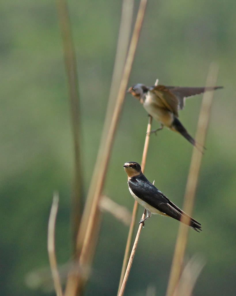 Barn Swallows (Hirundo rustica) Barn Swallows (Hirundo rustica)