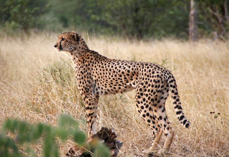 Cheetah Cheetah
