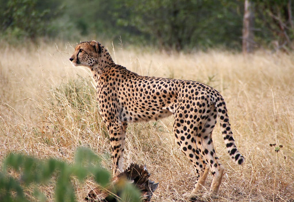 Cheetah Cheetah