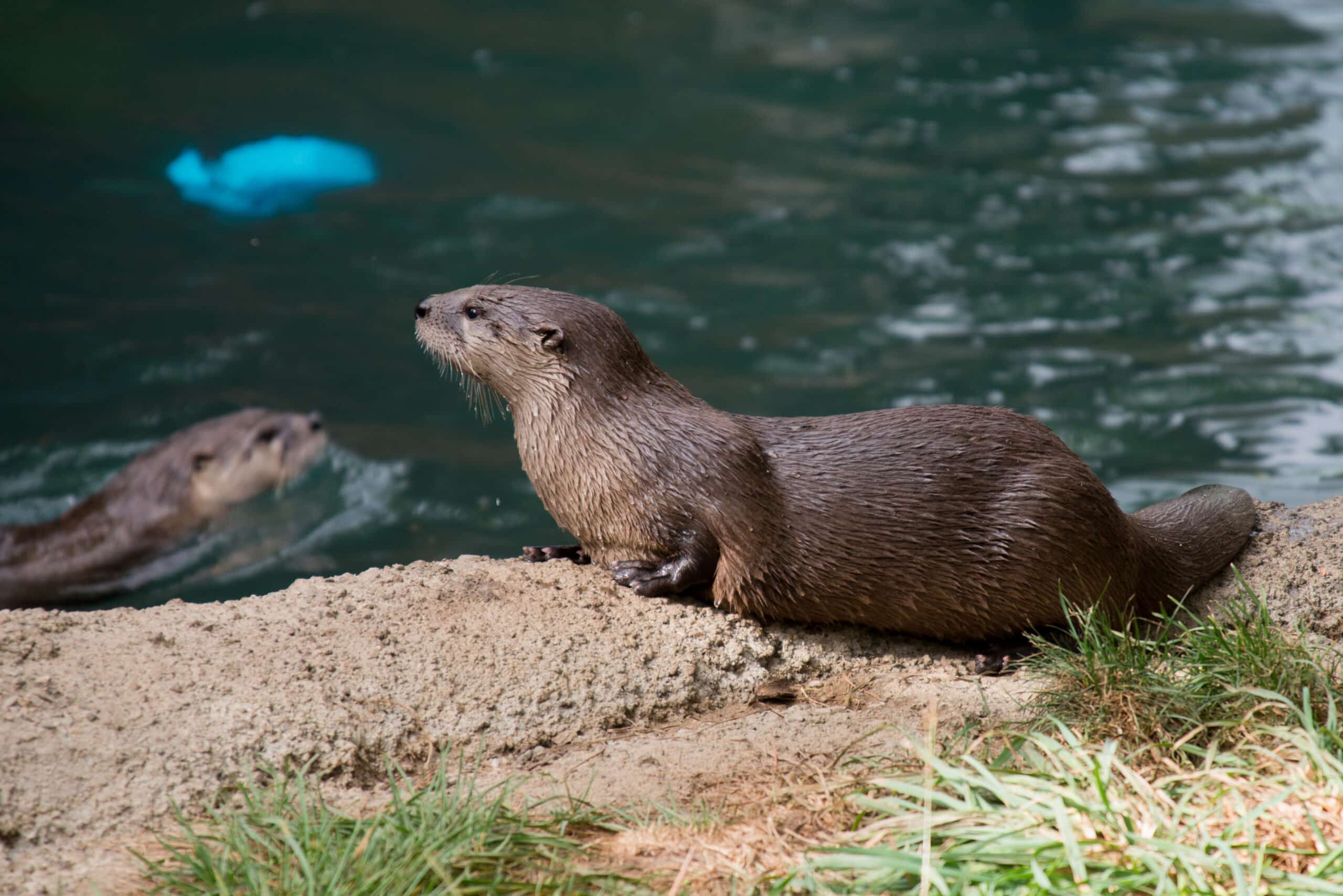 River Otter