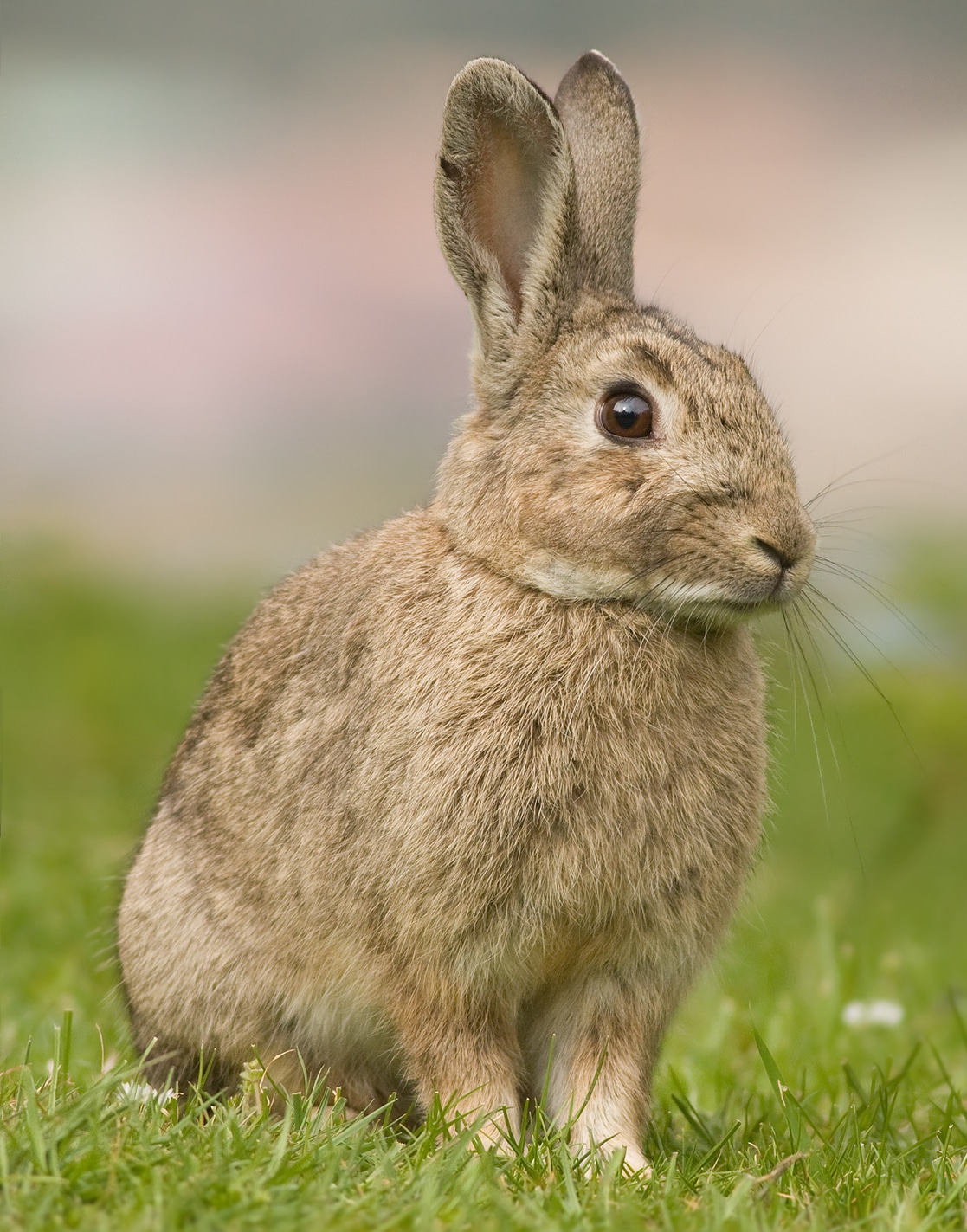 Oryctolagus cuniculus Tasmania 2 (cropped)