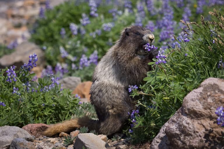 (2) Marmota caligata (Hoary Marmot) (2) Marmota caligata (Hoary Marmot)
