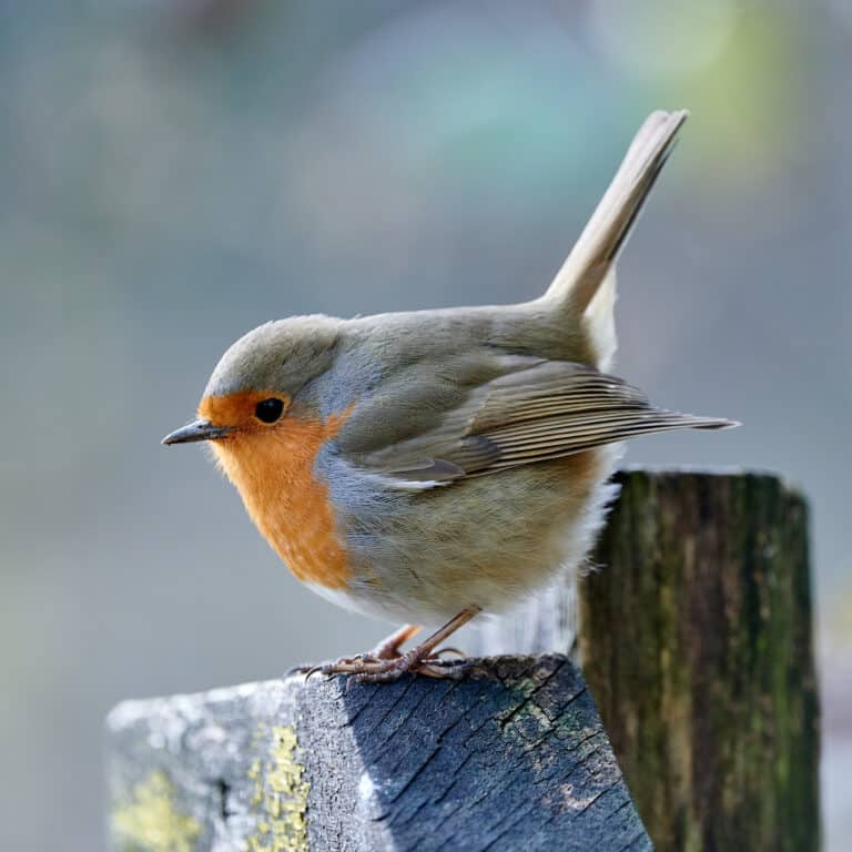 Erithacus rubecula profile Erithacus rubecula profile