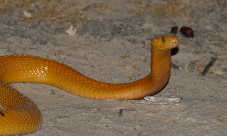 Cape Cobra (Naja nivea)