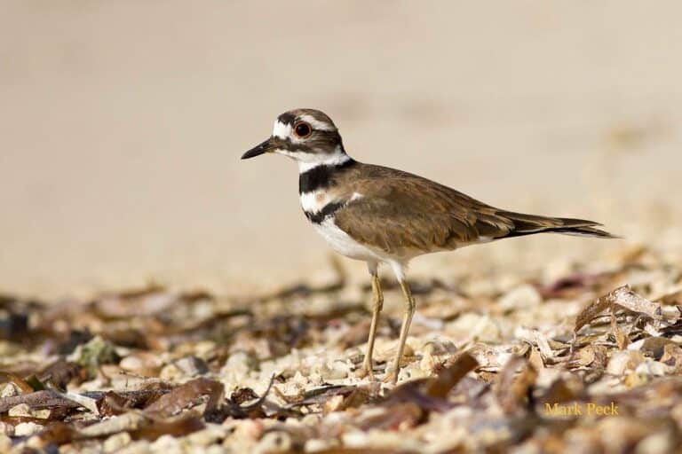 Killdeer Charadrius vociferus Killdeer Charadrius vociferus