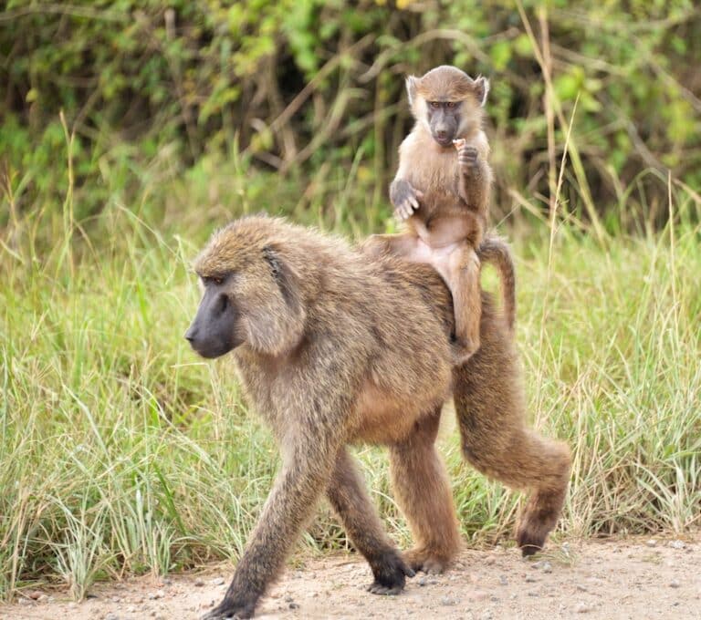 Easyride, Olive Baboons, Uganda Easyride, Olive Baboons, Uganda