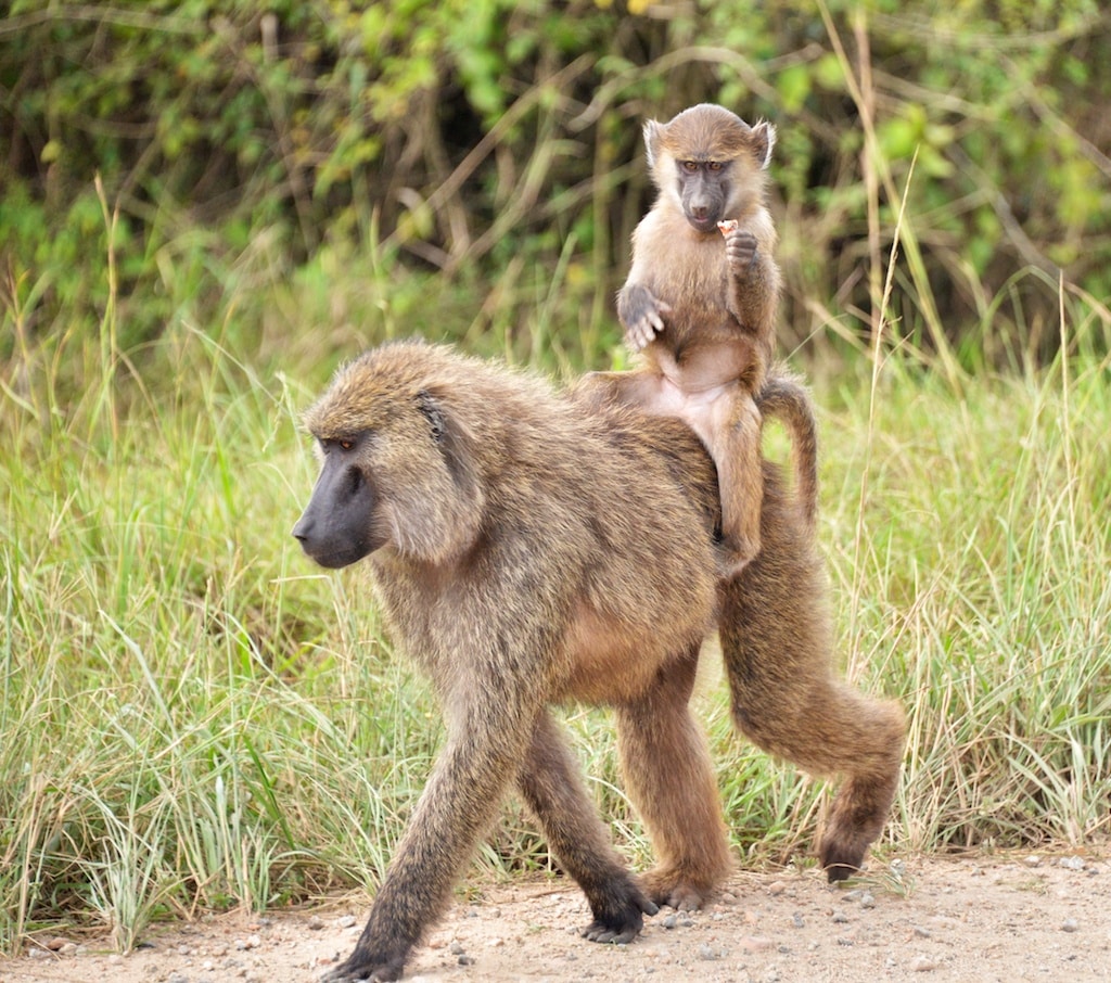 Easyride, Olive Baboons, Uganda Easyride, Olive Baboons, Uganda