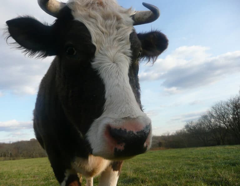 Cow