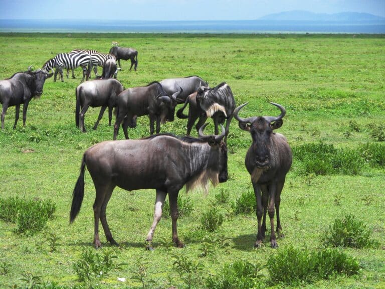 Eastern White-bearded Wildebeest Eastern White-bearded Wildebeest
