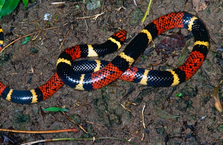 File:Aquatic Coral Snake (Micrurus surinamensis) (13929030809).jpg File:Aquatic Coral Snake (Micrurus surinamensis) (13929030809).jpg
