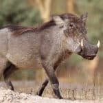 File:Nolan warthog (Phacochoerus africanus africanus).jpg