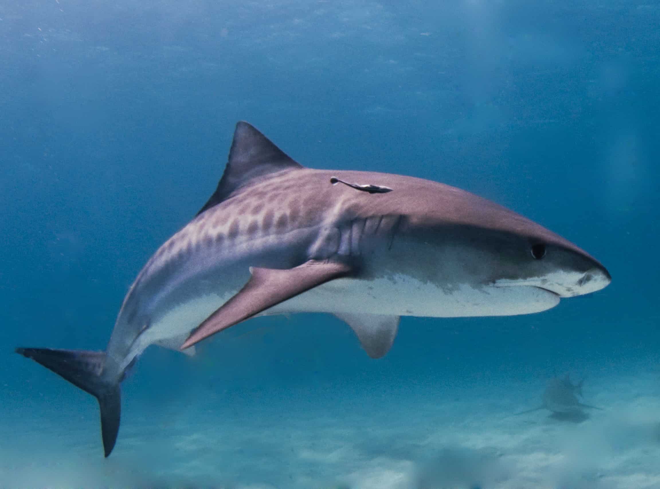 Tiger shark Tiger shark