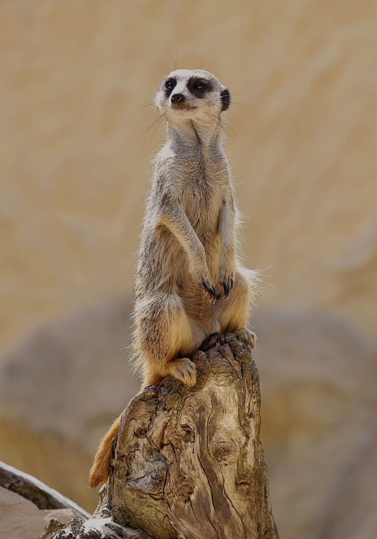 Meerkat (Suricata suricatta) J1
