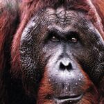 Orangutan