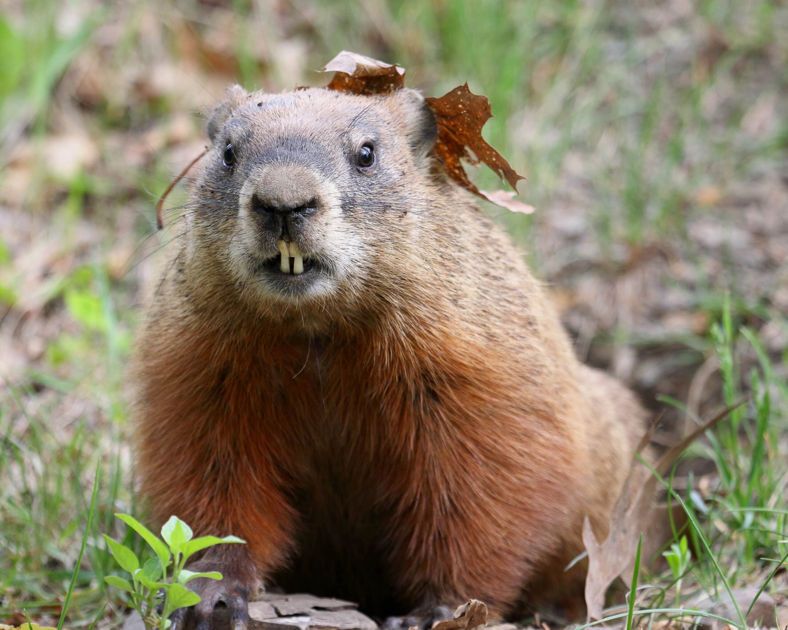 Marmota monax UL 16 Marmota monax UL 16