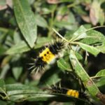 Woolly Bear Caterpillar