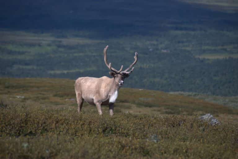 Reindeer Vindelfjällen Reindeer Vindelfjällen