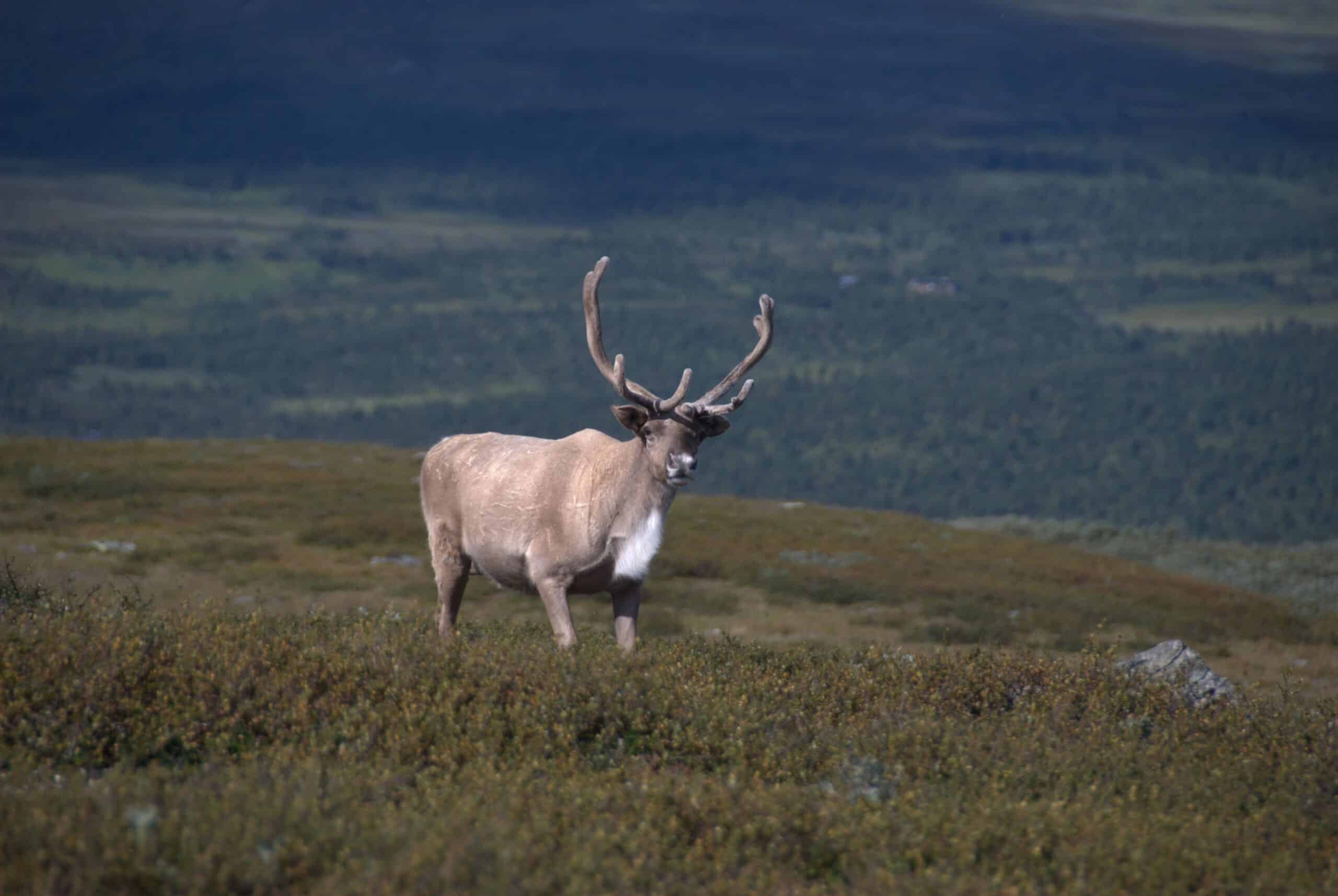 Reindeer Vindelfjällen Reindeer Vindelfjällen