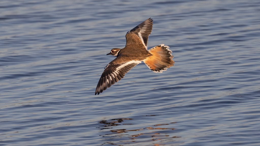 Killdeer (Charadrius vociferu) Killdeer (Charadrius vociferu)