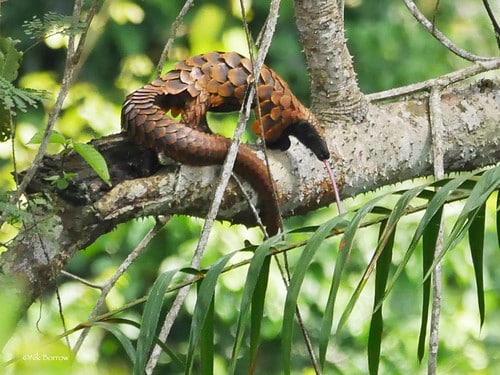 Long-tailed Pangolin Uromanis tetradactyla