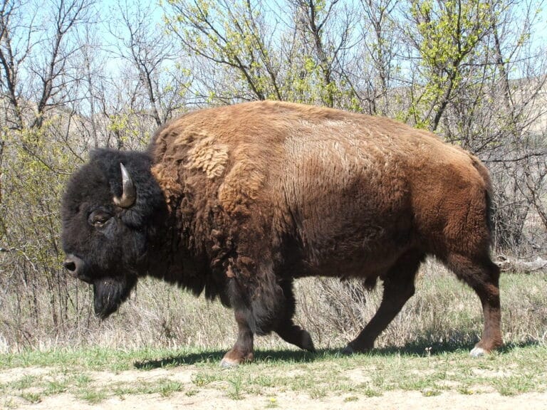 bison bison