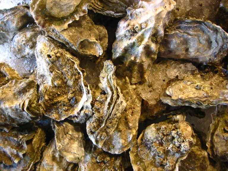 Oysters Oysters