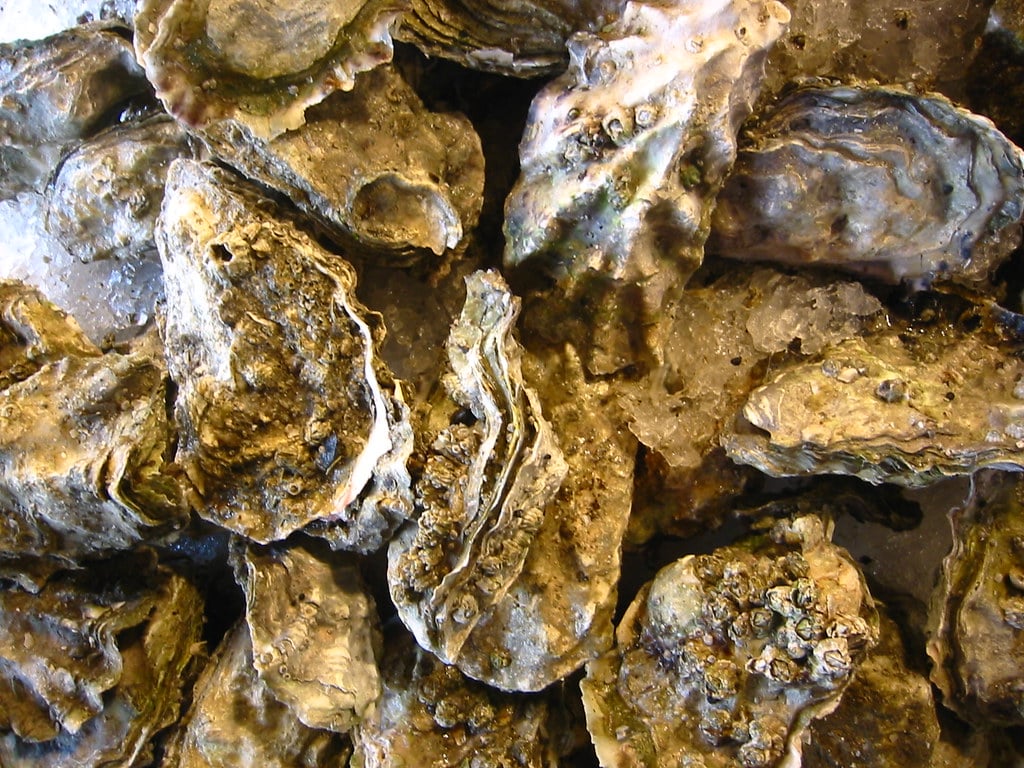 Oysters Oysters