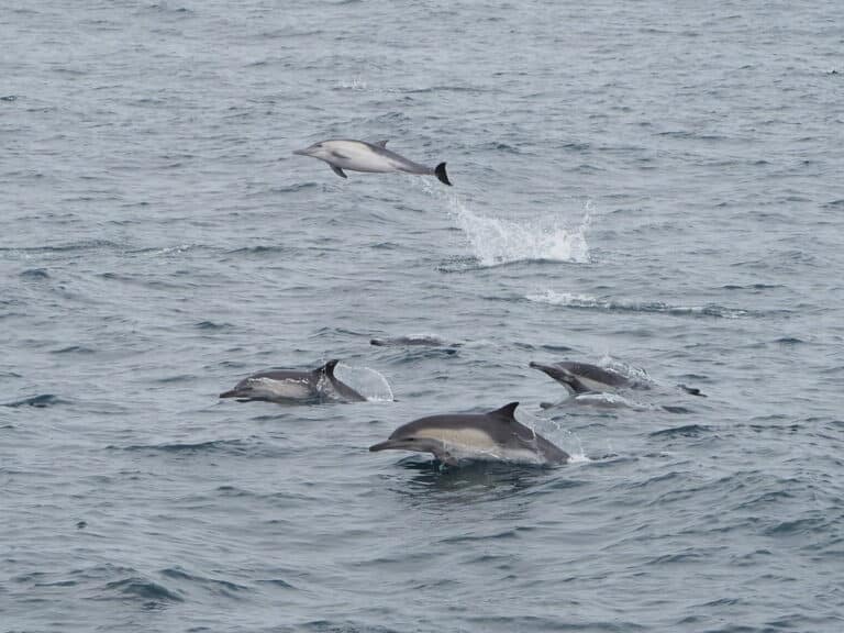 Common Dolphins, Delphinus delphis
