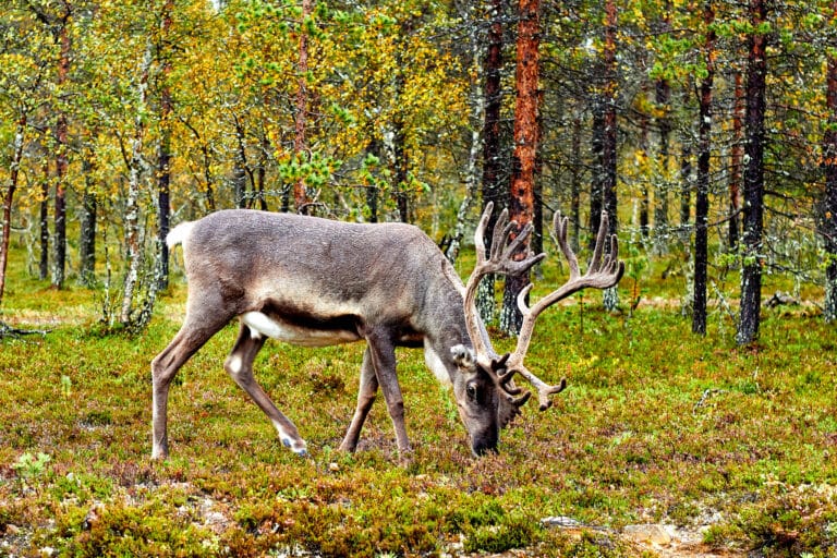 Finnish Reindeer Finnish Reindeer