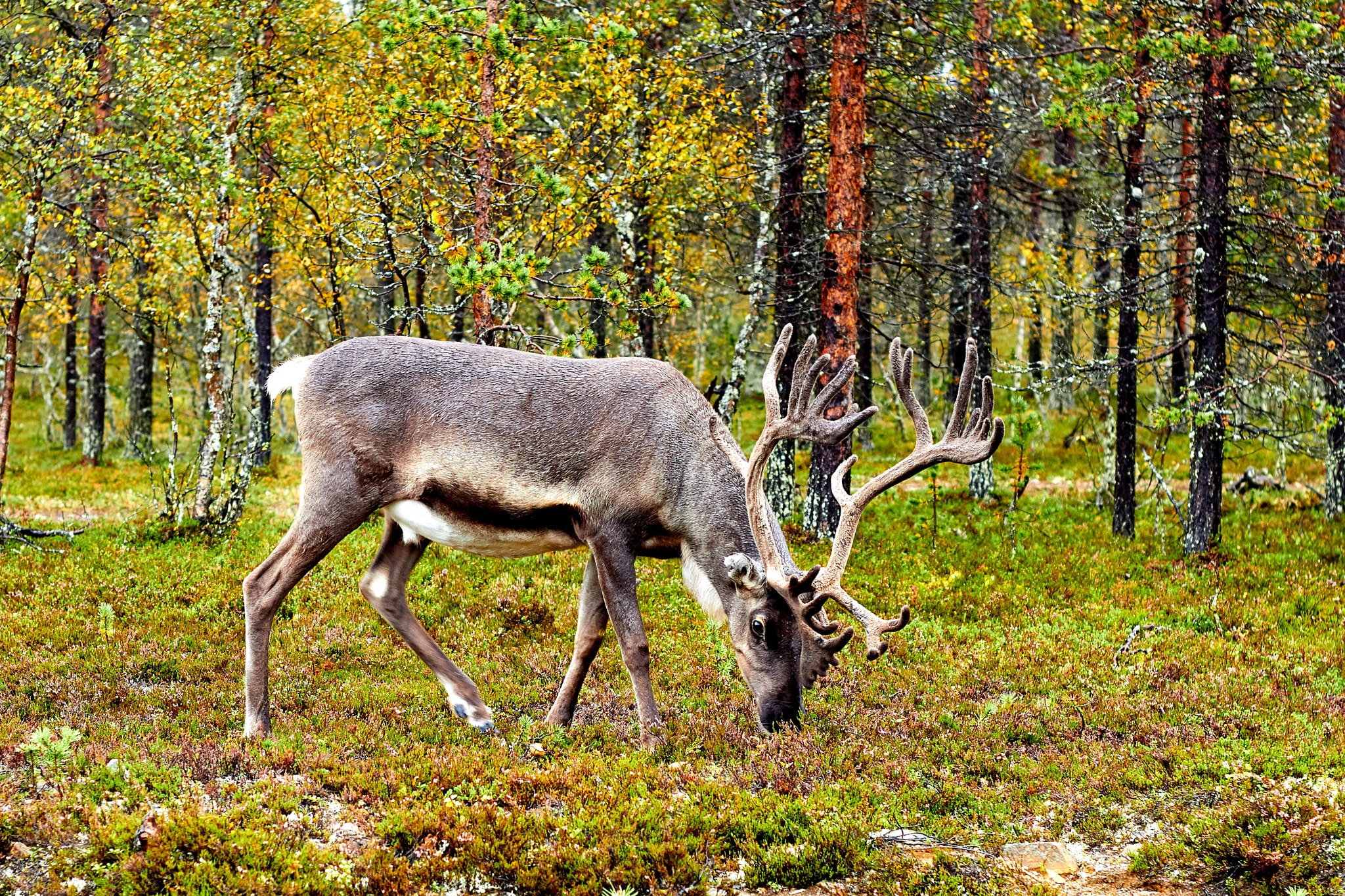 Finnish Reindeer Finnish Reindeer