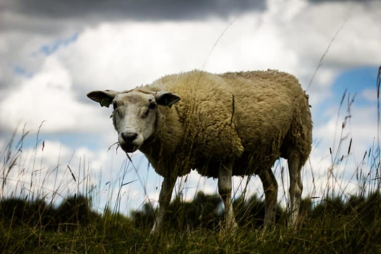 Sheep