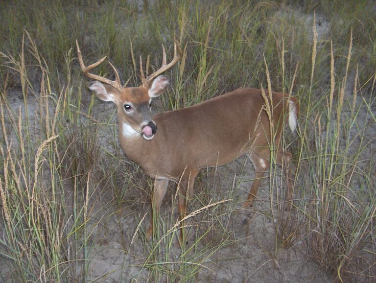 Deer Deer