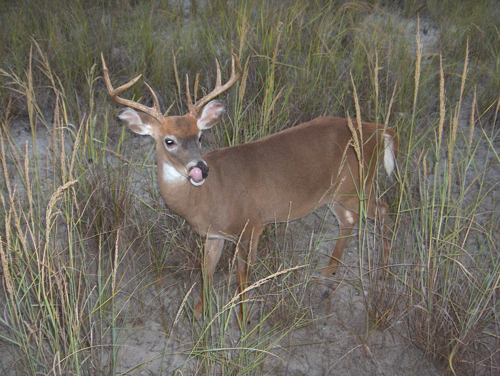 Deer Deer
